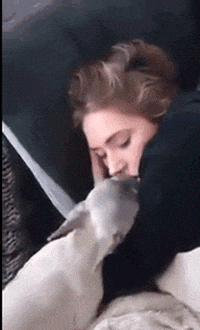 Goodmorning Kiss Gifs Get The Best Gif On Giphy