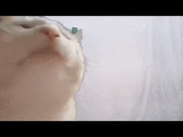 Amazon Cat GIF by Woot!