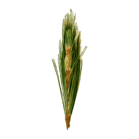 Full Circle Gin Sticker by fullcircledistillers