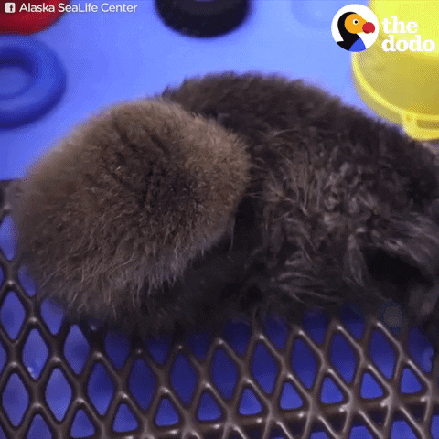 babay sea otter GIF by The Dodo