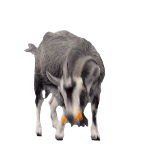 goat carrot GIF by MINI Italia