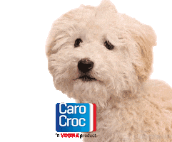 CaroCroc Sticker