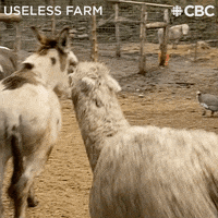 Get Out Of My Way Fight GIF by CBC
