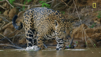 Nat Geo Jungle GIF by National Geographic TV