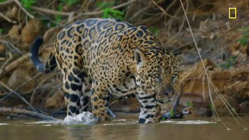 nat geo leopard GIF by National Geographic Channel