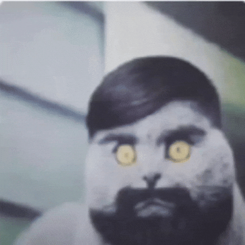 Folk Cat GIF