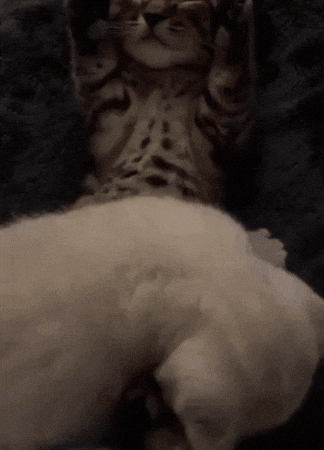 Kanye West Cat GIF
