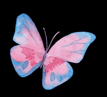 Butterfly GIF