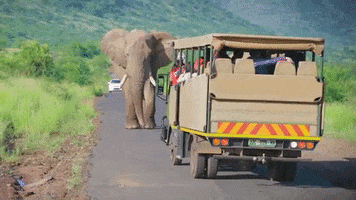 tour bus africa GIF by Nu Skin