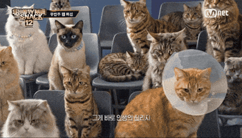 Show Me The Snack GIF