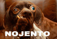 Perro Abandonado Gifs Get The Best Gif On Giphy