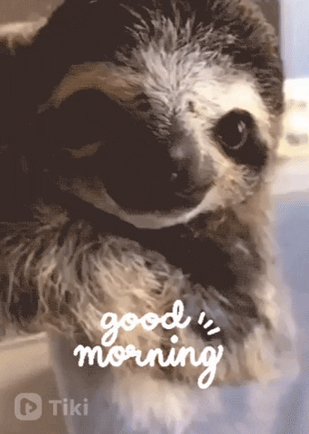 Morning Reaction GIF by Tikivideo - Find & Share on GIPHY