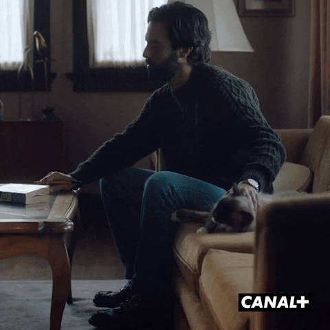 This Is Us Cat GIF by CANAL+