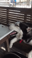 Husky Falls Asleep at Table