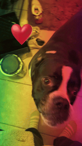Dog GIF