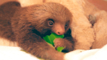 sloth munching GIF