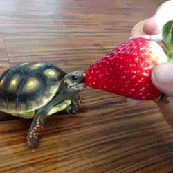 strawberry tortoise GIF