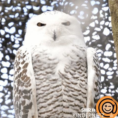 Snow Owl What GIF by SWR Kindernetz