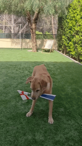 Football Dog GIF
