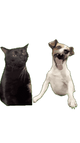 Animated Sticker