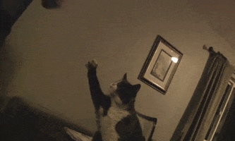 Video gif. Cat fist bumps a human.