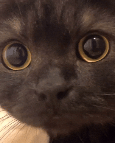 Suspicious Black Cat GIF