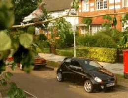 bird cars GIF