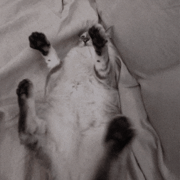 Catsquish GIF