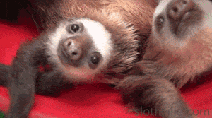 Baby Sloth GIF