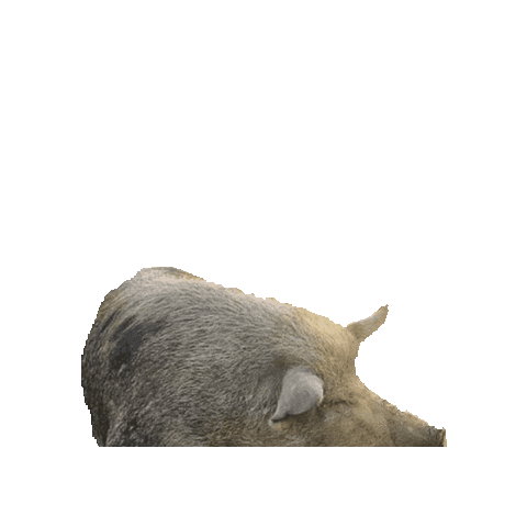 Mt Bundy Station Sticker