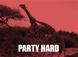 Barevný gif se dvěma žirafami, mrskajícími krky ze strany na stranu, s nápisem "party hard". 