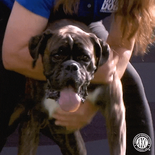 Water Panting GIF by American Kennel Club