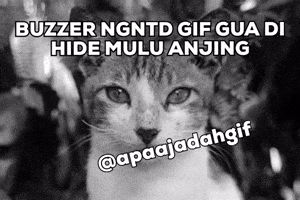 Apaajadahgif GIF