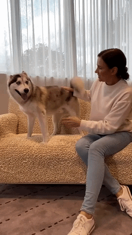 Cute Dog GIF by mammamiacovers