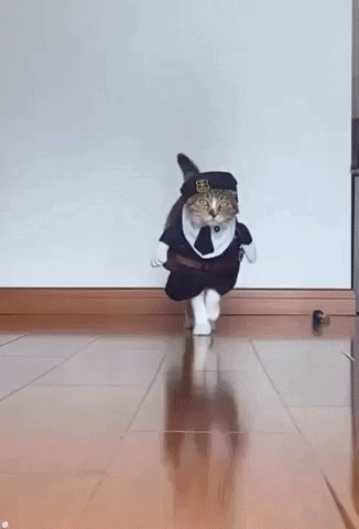 Cat GIF