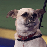 Interested Dog GIF by ABC Network