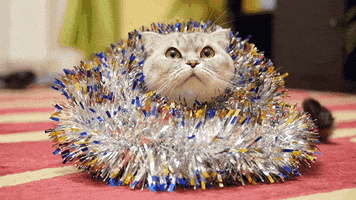 Cat GIF