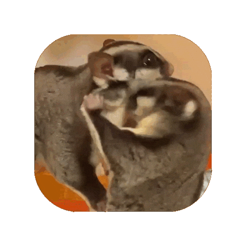 Sugar Glider Sticker