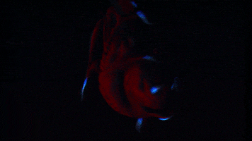 Glowing Vampire Squid GIF by OctoNation® The Largest Octopus Fan Club!