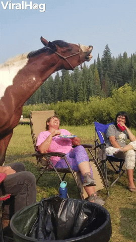 Grinning Horse Loves Eating Chips GIF by ViralHog