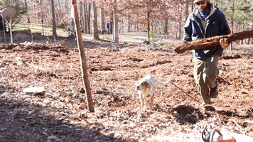 Blue Collar Dog GIF by JC Property Professionals