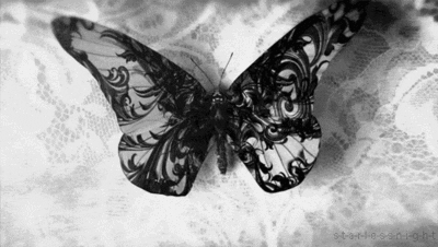 Black And White Butterfly GIF - Find & Share on GIPHY