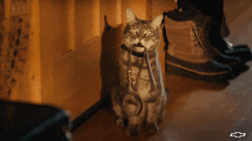 Alley Cat GIF by Chevrolet