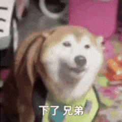 Shiba Im Out GIF