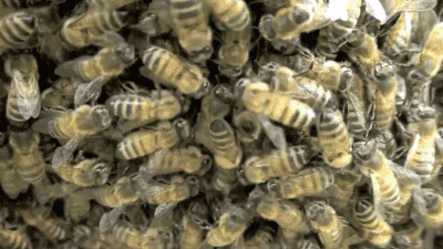 Bee-swarm-simulator GIFs - Get the best GIF on GIPHY