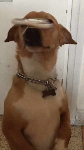 cão fidget spinner GIF