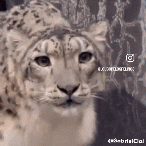 Snow Leopard Cat GIF