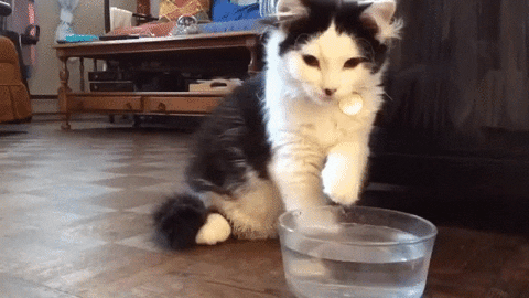 cat shake GIF