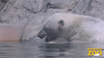 Hungry Summer GIF by Brookfield Zoo