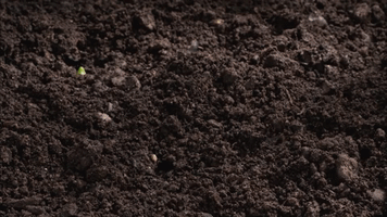 Spring Flowers GIF